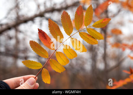 Hand eines menschlichen Holding ein einsamer gefallen Red Leaf von Mountain Ash in den Wald Stockfoto