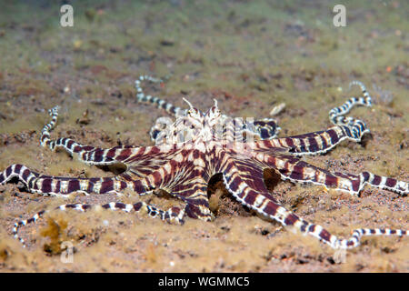 Mimic Octopus kriecht durch ein Bett aus Algen Tulamben, Indonesien. Diese Kraken sind in der Lage, die Identität anderer lokale Arten von Octopus. Stockfoto