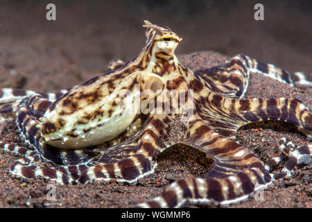Mimic Octopus kriecht durch ein Bett aus Algen Tulamben, Indonesien. Diese Kraken sind in der Lage, die Identität anderer lokale Arten von Octopus. Stockfoto