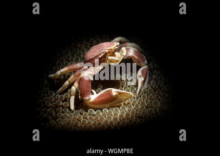 Ein Porzellan Krabben, beleuchtet mit einem Snoot, sitzt in einer Seeanemone warten auf Tiere die Anemone Fänge zu füttern. Stockfoto