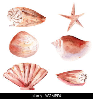 Seashells Hand gezeichnet Aquarell raster Abbildung. Seesterne, Jakobsmuscheln, Triton isoliert Pack. Exotischen tropischen Aquarelle zeichnen. Aquarium Kreatur Stockfoto