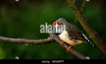 Kleiner Vogel auf einem Ast Stockfoto