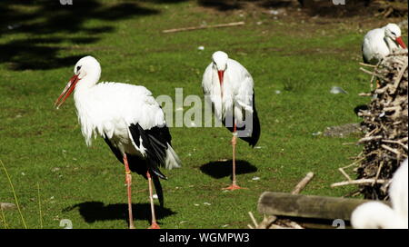 Stork für einen Spaziergang Stockfoto