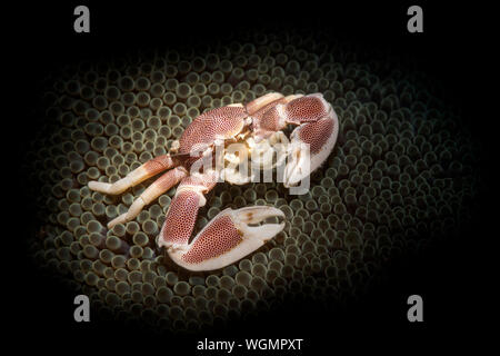 Ein Porzellan Krabben, beleuchtet mit einem Snoot, sitzt in einer Seeanemone warten auf Tiere die Anemone Fänge zu füttern. Stockfoto