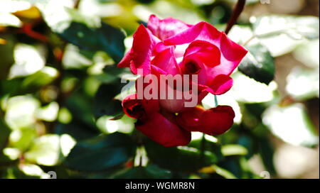 Schöne Rose in einem botanischen Garten Stockfoto