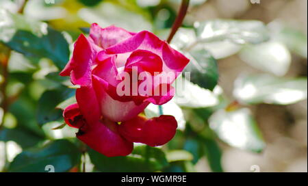 Schöne Rose in einem botanischen Garten Stockfoto