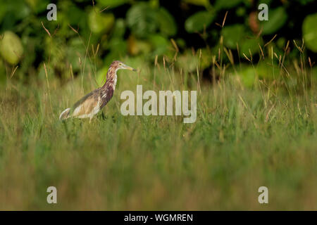 Indische Pond-Heron oder paddybird - Ardeola grayii ist ein kleiner Reiher. Es ist von der Alten Welt Herkunft, Zucht im südlichen Iran und im Osten an Pakistan, Indien, B Stockfoto