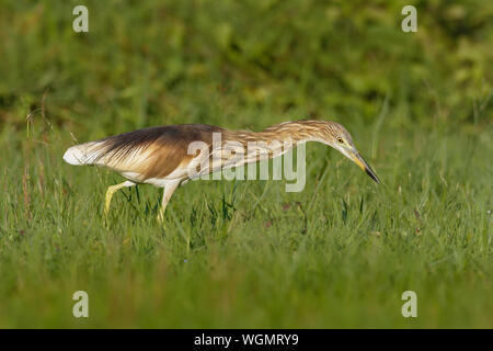 Indische Pond-Heron oder paddybird - Ardeola grayii ist ein kleiner Reiher. Es ist von der Alten Welt Herkunft, Zucht im südlichen Iran und im Osten an Pakistan, Indien, B Stockfoto