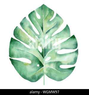 Monstera blatt Hand gezeichnet Aquarell raster Abbildung. Dschungel baum Pflanze isoliert Clipart. Exotische Flora, natürlichen Laub Aquarelle zeichnen. Tropische Stockfoto