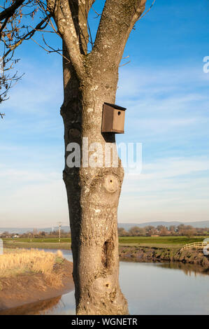 Holz- Vogel Nistkasten angebracht der Baumstamm in der Landschaft zu Seite Stockfoto