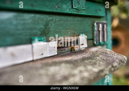 Wenige Bienen sind in einem dünnen Eingang eines hölzernen grün Bienenstock auf der sonnigen Natur Hintergrund im Freien. Closeup Foto mit selektiven Fokus. Stockfoto