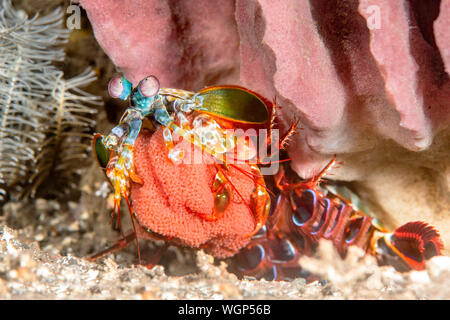 In einem seltenen Fall, ein lebhaft bunten Mantis shrimp, die ihre Brut von Eiern, fotografiert während vollständig aus ihrer Höhle. Stockfoto