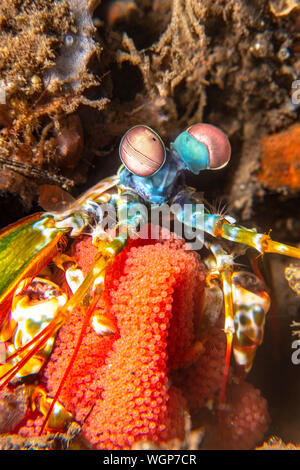 In einem seltenen Fall, ein lebhaft bunten Mantis shrimp, die ihre Brut von Eiern, fotografiert während vollständig aus ihrer Höhle. Stockfoto