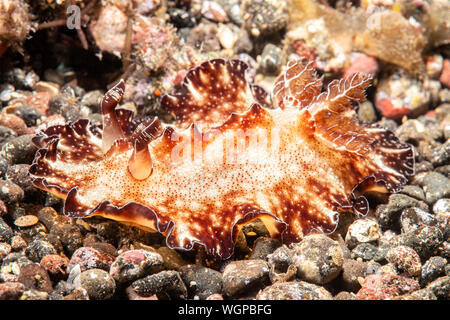 Ein Flachbild idalia Nacktschnecke Schnecke in Tulamban gefunden, Bali Indonesien kriecht über den sandigen Boden. Stockfoto