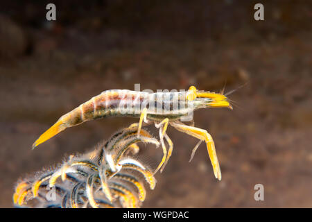Eine gelbe crinoid Garnelen klammert sich an den Arm seiner crinoid Host auf der Suche nach Plankton essen. Stockfoto