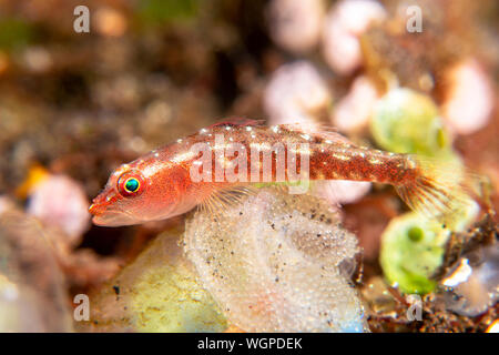 Ghost goby ihre Brut von Eiern, die an die Oberfläche eines grünen Schwamm befestigt sind. Stockfoto