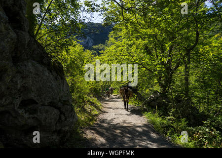 Starigrad Paklenica, Sibenik/Kroatien - 17. 08. 2019, schönen sonnigen Tag im Velebit Gebirge, Leute und Pferde und Esel. Stockfoto