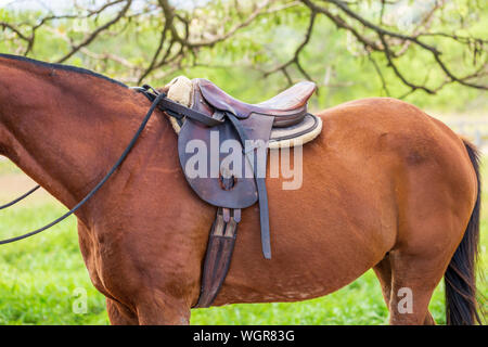 Pferd mit Sattel auf der Warteliste für eine Fahrt unter einem Baum Stockfoto