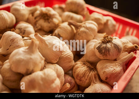 Ein Korb mit Knoblauch Köpfe an der Headhouse Markt in Philadelphia, Pennsylvania, USA Stockfoto