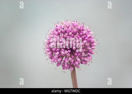 Violett Löwenzahn Blume auf einem verschwommenen Hintergrund. Stockfoto