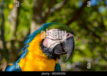 Ara thront auf einem Zweig mit Vegetation des Brasilianischen Regenwaldes hinter Stockfoto