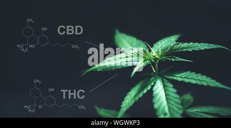 Marihuana Blätter mit cbd thc chemische Struktur Stockfoto