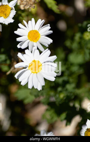 Daisy Flowers in der Sonne Stockfoto
