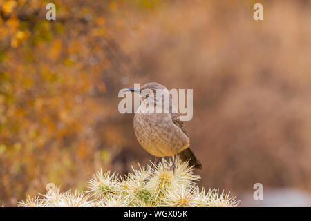 Kurve-billed Thrasher. Arizona. Stockfoto