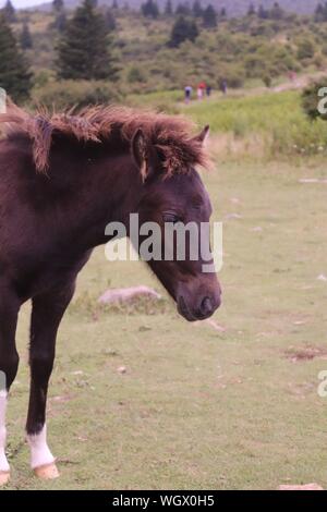 Ein wildes Pony am Grayson Hochland State Park, der Mund von Wilson, Virginia Stockfoto