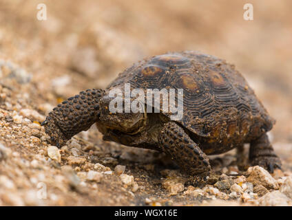 Wüstenschildkröte, Tortolita Mountains, Arizona Stockfoto