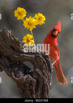 Northern cardinal, Marana, Arizona Stockfoto