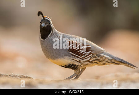 Die gambel Wachtel, Marana, in der Nähe von Tucson, Arizona. Stockfoto
