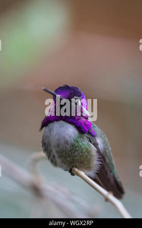 Costa's Hummingbird, Sonora Desert Museum, Tucson, Arizona. Stockfoto