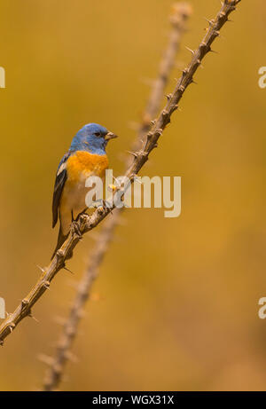 Lazuli Bunting, Tortolita Mountains, Marana, in der Nähe von Tucson, Arizona. Stockfoto