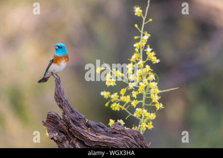 Lazuli Bunting, Tortolita Mountains, Marana, in der Nähe von Tucson, Arizona. Stockfoto