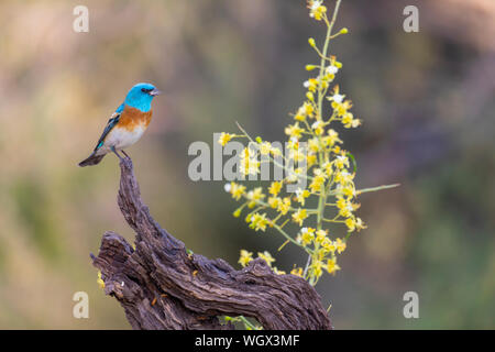 Lazuli Bunting, Tortolita Mountains, Marana, in der Nähe von Tucson, Arizona. Stockfoto