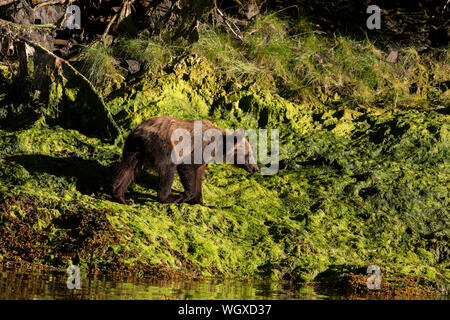 Braunbär, Chichagof Insel, Tongass National Forest, Alaska. Stockfoto