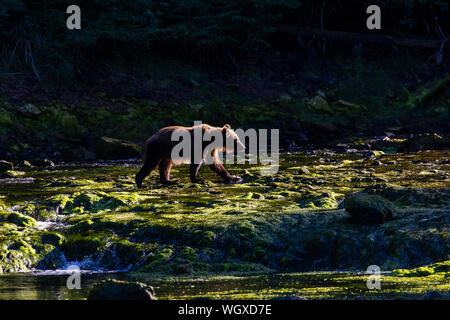 Braunbär, Chichagof Insel, Tongass National Forest, Alaska. Stockfoto