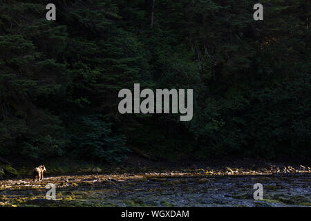 Braunbär, Chichagof Insel, Tongass National Forest, Alaska. Stockfoto