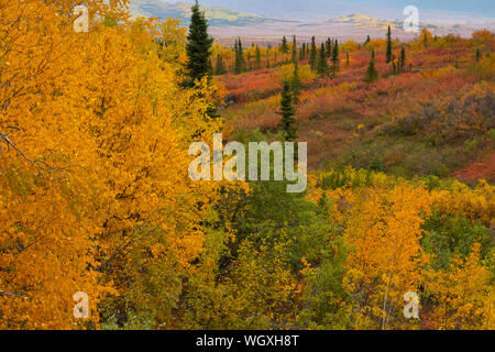 Herbstfarben entlang der Dalton Highway, Alaska. Stockfoto