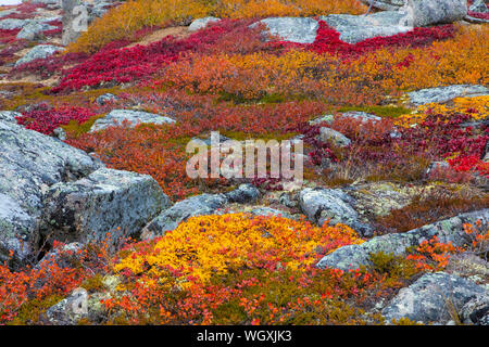 Herbstfarben entlang der Dalton Highway, Alaska. Stockfoto