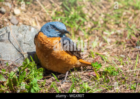 Süße orange Vogel redstart thront auf dem Boden, Tier portrait Konzept. Erwachsene männliche Common redstart Phoenicurus phoenicurus,. Stockfoto