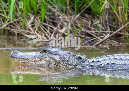 Alligator schwimmen im Sumpf in Louisiana Stockfoto