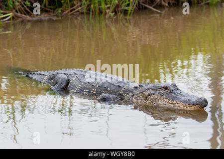 Alligator schwimmen im Sumpf in Louisiana Stockfoto