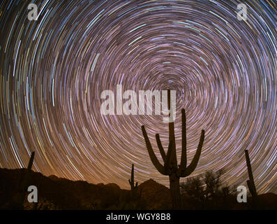 Star Trails mit Saguaro Kaktus. Arizona. Stockfoto