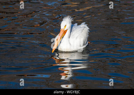 American White Pelican Schwimmen im kühlen Teich in Salt Lake City Utah Stockfoto