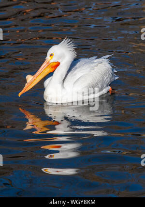 American White Pelican Schwimmen im kühlen Teich in Salt Lake City Utah Stockfoto