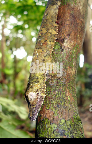 Leaf-tailed Gecko (Uroplatus sp.), Nosy Mangabe, Masoala Nationalpark, Madagaskar Stockfoto