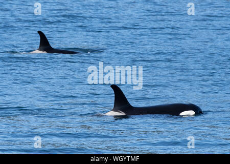 Nordamerika; USA; Alaska; Resurrection Bay; marine Säugetiere; Wale; Orca oder Schwertwal, Orca orcinus Stockfoto