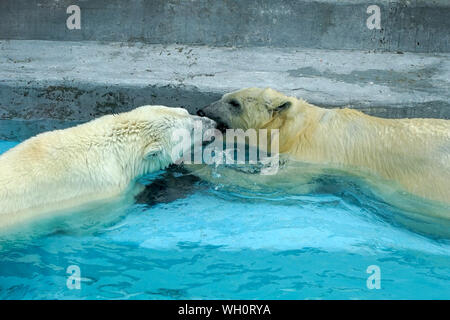 Geschwister Wrestling in baby spiele. Zwei Polar bear Cubs spielen im Pool. Niedliche Tier Kinder, die zu den gefährlichsten. Stockfoto